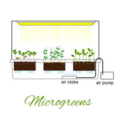 City Farm For Growing Microgreens