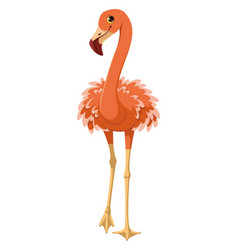 Exotic Bird Greater Flamingo Cartoon