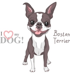 Sketch Dog Boston Terrier Breed Smiling