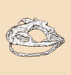 Goliath Frog Skull Head