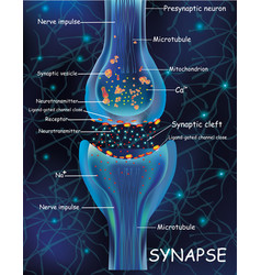 Anatomy Synapse Cells Transmission Signal