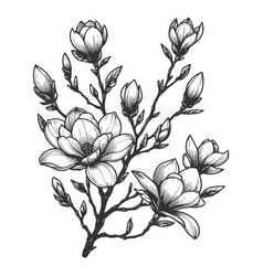 Botanical Magnolia Branch Engraving