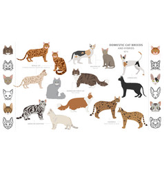 Wild cat type cats ocelot crossbreeds stripped Vector Image