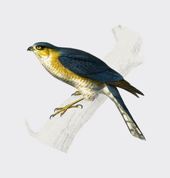 Eurasian Sparrowhawk Accipiter Nisus Charles