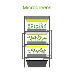 City Farm For Growing Microgreens