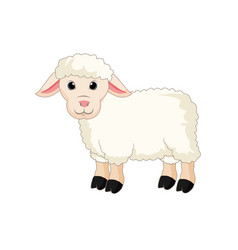 Cute Sheep Cartoon On White Background