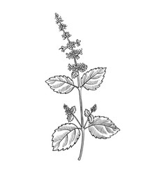 Drawing Tulsi