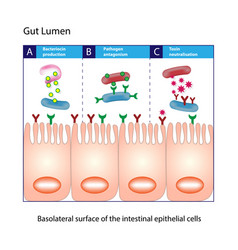 Gut Lumen Columnar Intestinal Epithelial Cells