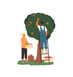 Couple Farmers Picking Apples From Tree