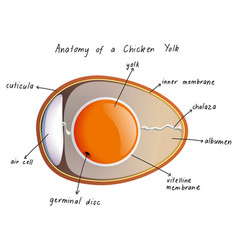 Anatomy A Chicken Yolk