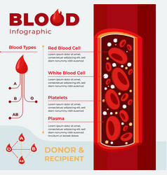 Flat design circulatory system infographic Vector Image