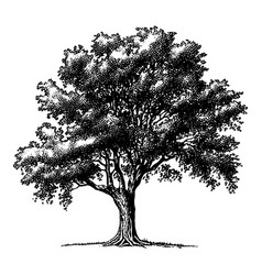 Hand Drawn Big Tree