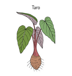 Taro Colocasia Esculenta Medicinal Plant