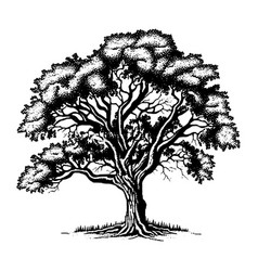 Hand Drawn Big Tree