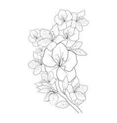 Azalea Outline Botanical