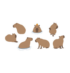 Capybara 1