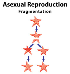 Asexual Reproduction Fragmentation With Starfish