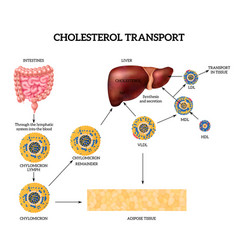 Cholesterol Transport Concept