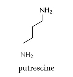 Putrescine Foul Smelling Molecule Skeletal Formula