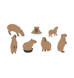 Capybara 4