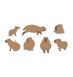 Capybara 5