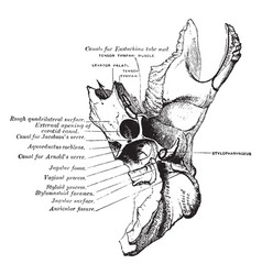 Temporal Bone Vintage