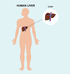 Human Liver Organ Anatomy Of The Human Internal