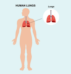 Human Lung Organ Anatomy Of Organ Lungs