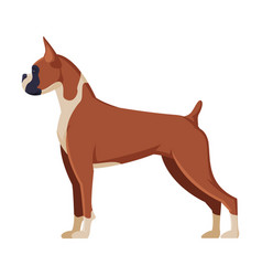 Boxer Purebred Dog Pet Animal Side View