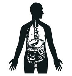 Silhouette Human Internal Organs Inside Body