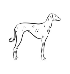 Russian Wolfhound Dog Borzoi One Line