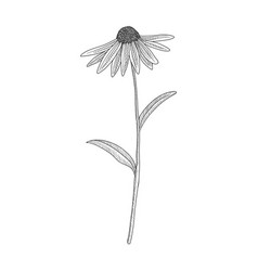 Drawing Purple Coneflower