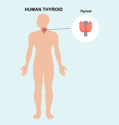 Human Thyroid Organ Anatomy