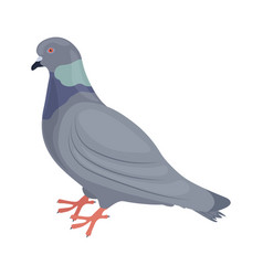 Pigeon Image Of A Side View Of A City Bird