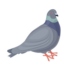 Pigeon Image Of A Side View Of A City Bird