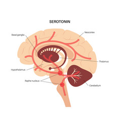 Serotonin Pathway In Brain