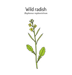 Wild Radish Raphanus Raphanistrum Medicinal