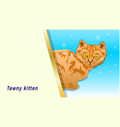 Tawny Cat Banner