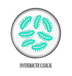 Human Microbiome Of Enterobacter Cloacae