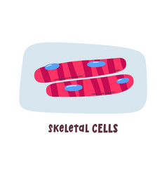 Skeletal Human Cells