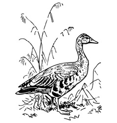 Greylag Goose