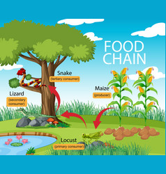 Science Food Chain Diagram