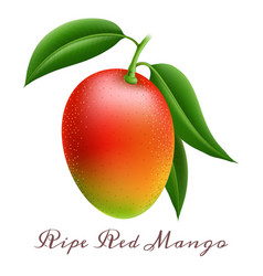 Realistic Ripe Red Mango Branch