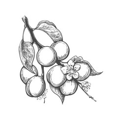 Apricot Branch Engraving