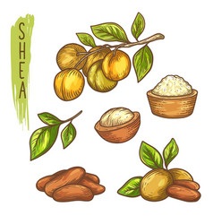 Sketch Shea Nut And Butter Branch With Leaf