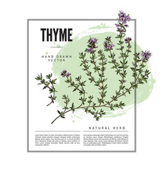 Thyme Herbs And Spices Badge Or Label Design Hand