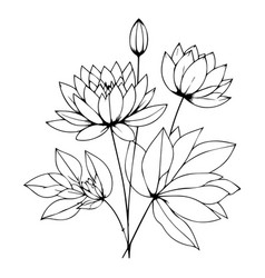 Sketch Water Lily Drawing Waterlily Home Wall Art