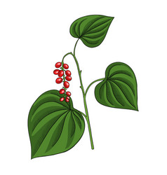 Drawing Plant Of Velvetleaf