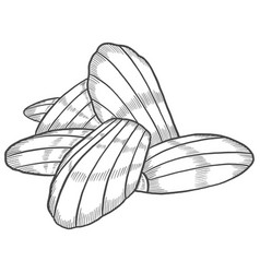 Madeleine France Dessert Snack Isolated Doodle