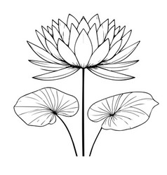 Black And White Water Lily Drawing Wall Printing